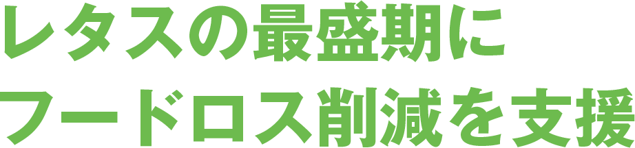 レタスの最盛期にフードロス削減を支援