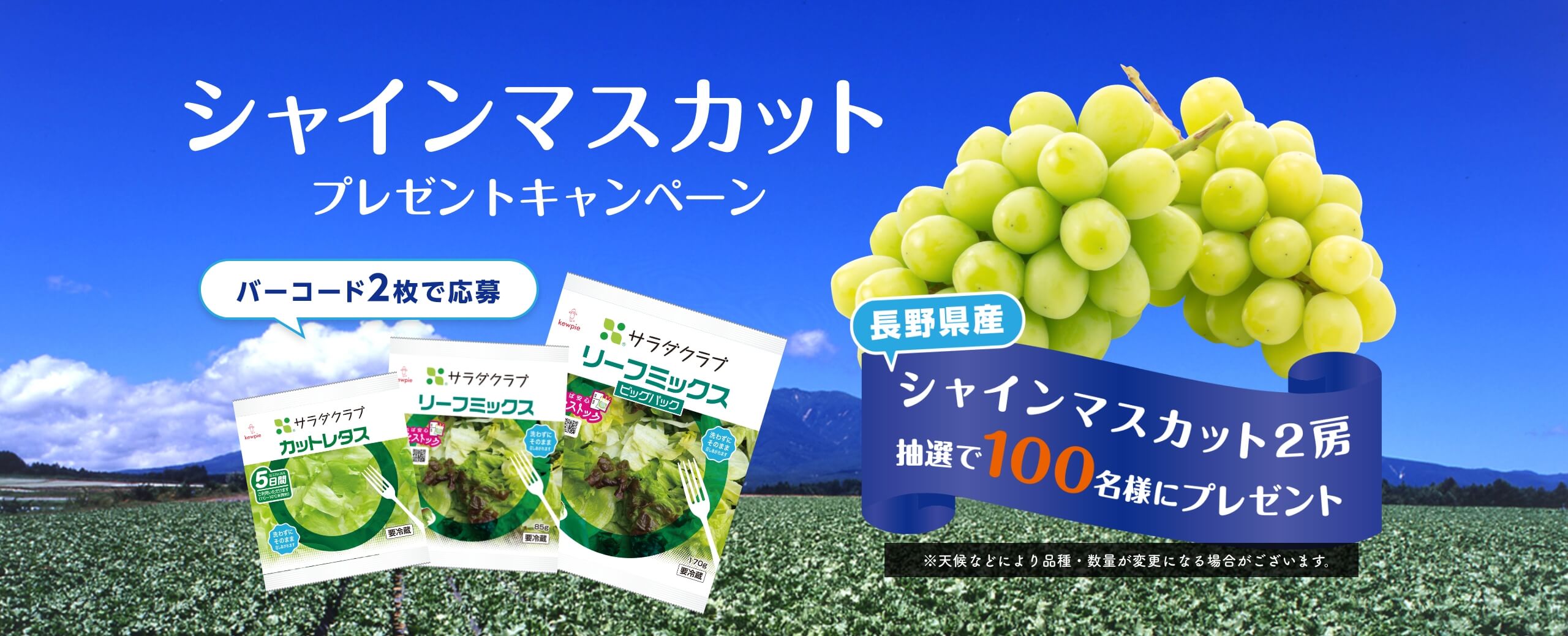 シャインマスカットプレゼントキャンペーン 応募締切：2024年6月17日（月）当日消印有効 抽選で100名様にプレゼント！（長野県産「シャインマスカット」2房）